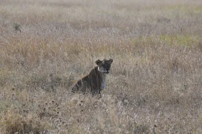 DSC_3912 (Large).JPG